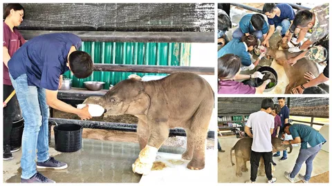 พังใบตอง ลูกช้างโดนบ่วงรัดขา แผลยังติดเชื้อ สัตวแพทย์ยังตัดขาให้ไม่ได้