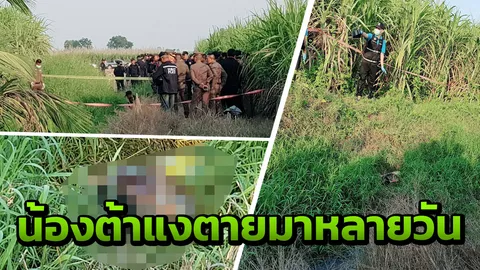 สลดใจ ทีมค้นหาพบศพ น้องต้าแง ตายมาหลายวันในร่องน้ำกลางไร่อ้อย