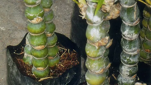 "ไผ่น้ำเต้า" กับความเชื่อชาวจีน