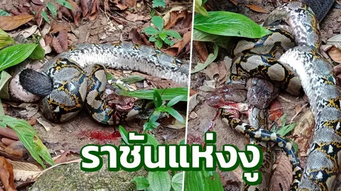 ศึกราชางู เผยคลิป "เหลือม ปะทะ จงอาง" ฉกกัด รัดแน่น ไม่มีใครยอมใคร