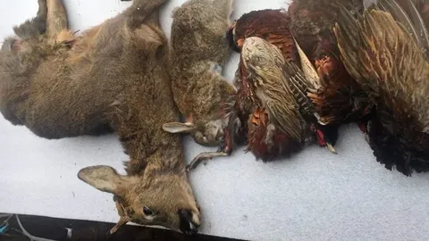 เก็บซากสัตว์มาทำเมนูเด็ด