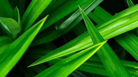 “เตยหอม” กับวิธีแก้ปวดข้อ เพราะรูมาตอยด์