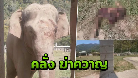 ไม่มีช้างกินคน ยันศพควาญเหยื่อพลายคลั่ง เก็บเศษเนื้อไปหมดแล้ว  