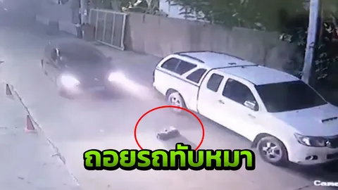 ล่าคนขับรถใจดำ ถอยทับหมาคอหัก ปล่อยดิ้นพล่าน สิ้นใจตายกลางถนน (คลิป)