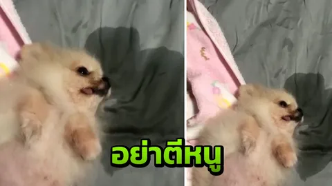 โกรธลงไหม ตูบน้อยฉี่บนที่นอน แกล้งตายเพื่อให้รอดโดนดุ (คลิป)