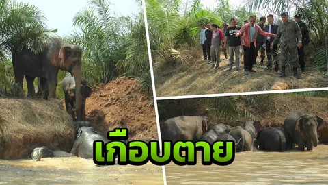 หวิดตาย! ช้างป่าฤาไน 13 ตัว พลัดตกบ่อน้ำ ช่วย 5 ชม.จึงขึ้นมาได้
