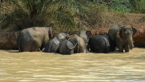 ฝูงช้างตกน้ำ