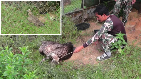 จนท. เร่งบำรุงฟื้นฟู อีแร้งสีน้ำตาลหิมาลัย หนีหนาวเจอพายุปาบึกหมดแรง