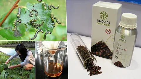 สกัดมะแขว่น กำจัดหนอนกระทู้หอม