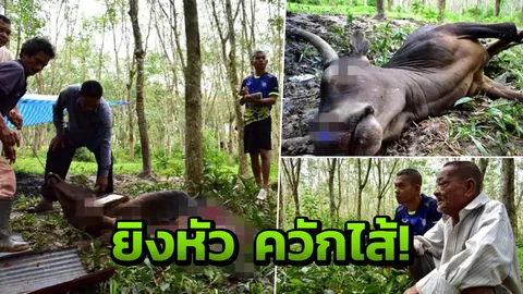 โจรเมืองลุงโหด ยิงแสกหน้าโคโหนด ตัดขา ควักเครื่องในไปต้มกิน 