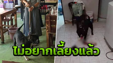 เจ้าของ ยันไม่ตั้งใจปล่อยหมาพันธุ์ดุขย้ำแมวตาย รับแรงเยอะ ห้ามไม่ไหว