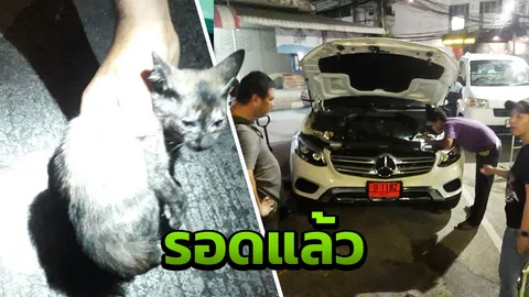 งัดบังโคลนช่วยรอด ลูกแมวติดห้องเครื่อง เบนซ์ป้ายแดง