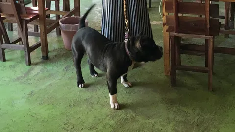 เจ้าของพิตบูลรับทราบข้อหาทารุณสัตว์ ย้ำไร้เจตนา ไม่ห้ามเพราะกลัวถูกกัด