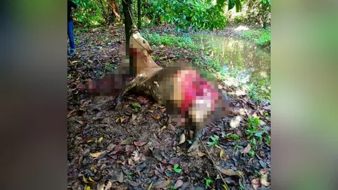 เจ้าของน้ำตาซึม คนร้ายใจเหี้ยมขโมยวัว ก่อนล่ามที่ต้นมังคุดเชือดคอตัดขา