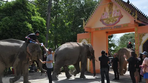 ลูกเขยเจ้าของฟาร์มช้าง จัดขบวนช้าง 11 เชือกแห่ศพแม่ยายเข้าวัดยิ่งใหญ่ 