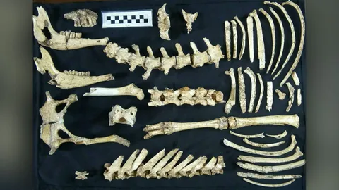 ฟอสซิลกวางยุคก่อนประวัติศาสตร์