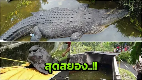 สุดช็อก นักวิทย์หญิงอินโดฯโดนจระเข้ยักษ์โดดจากบ่อ ดึงร่างขย้ำทั้งเป็น (คลิป)