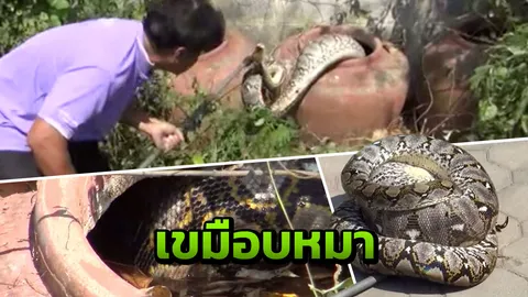 เจ้าหน้าที่กู้ภัยจับงูเหลือม 4 เมตร ท้องป่องซุกโอ่ง คาดเขมือบหมาจรจัด