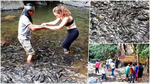 ตื่นตา! ฝูงปลาพลวง น้ำตกป่าละอู พบตัวโต มีจำนวนมากขึ้น 