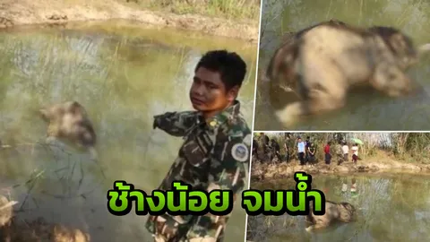 สลด ช้างน้อยจมน้ำ คาดหลงโขลง กระหายหนักตกสระ ไม่มีแม่ช่วย 