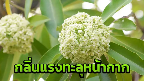 สวดมนต์ไล่ก็ไม่ไป ชาวเน็ตเมา "ต้นตีนเป็ด" กลิ่นรุนแรงทะลุหน้ากาก N95  