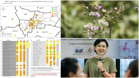 วิกฤติฝุ่น กทม. คาด 18 ม.ค. ดีขึ้น-สมุนไพรตัวช่วย "หญ้าดอกขาว" ดูแลปอด