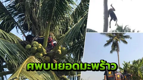 ลุง 59 ตายคายอดมะพร้าว รับจ้างเก็บลูก ไม่ได้กินข้าวเป็นลมดับ!