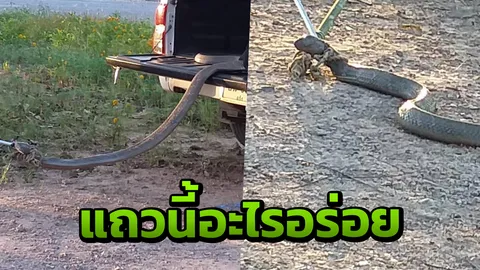 วิ่งวุ่นกันทั้งวัด "งูจงอาง" หลุดจากกระสอบนอนขดบนกระบะ ชูคอขู่ฟ่อๆ