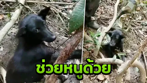 เกือบไม่รอด หมาติดบ่วงล่าสัตว์ป่า ดิ้นทุรนทุรายในผืนป่าทับลาน (คลิป)