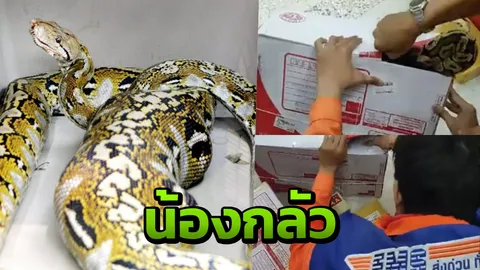 งูหลาม เป็นสัตว์ไม่ใช่สิ่งของ วอนคนอย่าใจร้าย ส่งน้องผ่านไปรษณีย์ (คลิป)
