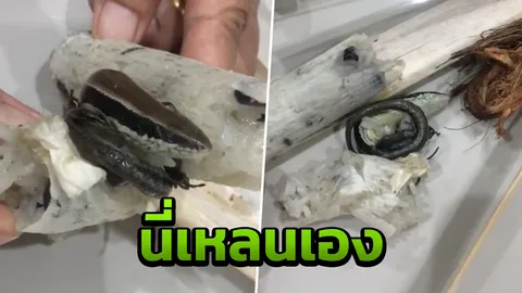อร่อยไหมไม่รู้ สาวตกใจเจอข้าวหลามไส้จิ้งเหลน ขดสยองแน่นกระบอก (คลิป)