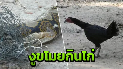 อดีตกำนันช็อก เหลือมยักษ์ 4 เมตร บุกกินไก่ชนพันธุ์แพง มูลค่าเป็นแสน