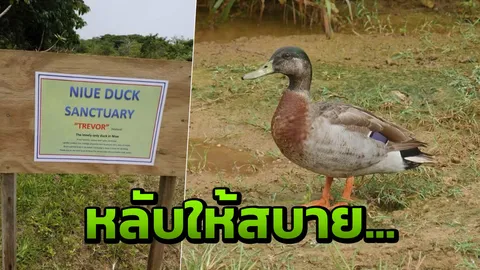 ชาวเกาะนีวเวเศร้า ‘ทรีเวอร์’ เป็ดชื่อดัง-โดดเดี่ยวสุดในโลก ตายแล้ว