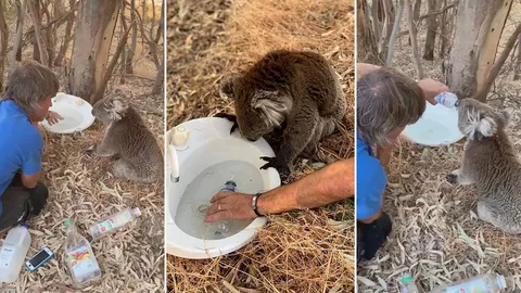 เก๊าะหมีไม่เคย...