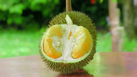 สาลิกาพังงา..จีไอน้องใหม่