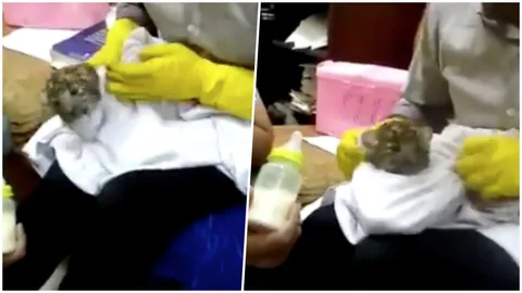 จนท.สนามบินอินเดียผงะ เจอลูกเสือดาว ซ่อนในกระเป๋าเดินทาง มาจากไทย (คลิป)