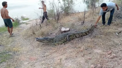 จระเข้วัดบ้านไร่โผล่ขยํ้า "พ่อคูณ" - เคยเลี้ยงไว้ หนุ่มหาปลาขาเหวอะ