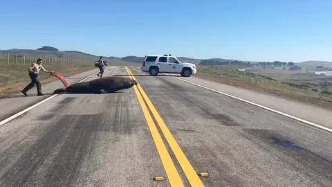 พาช้างน้ำคืนทะเล