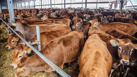 เกษตรกรแจ้งมา โรคปากเท้าเปื่อยในวัวระบาด วอน ปศุสัตว์แก่งคอย ช่วยดูด้วย