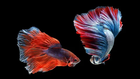 ครม.ชู "ปลากัด" สัตว์น้ำประจำชาติ สอดคล้องนิสัยคนไทย "รักสงบ แต่ถึงรบไม่ขลาด"