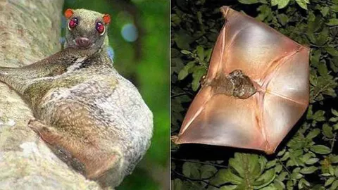 บ่าง...โหยหวน