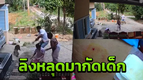 สัตว์หน้าขนไว้ใจไม่ได้ ลิงเก็บมะพร้าวเชือกหลุด วิ่งตรงมากัดเด็ก (คลิป)