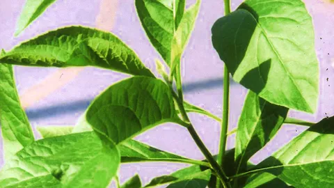 “หนานเฉาเหว่ย” ช่วยลดน้ำตาล แต่ห้ามกินทุกวัน