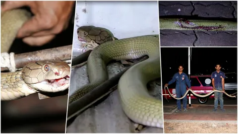 งูจงอางยักษ์ เลื้อยตัดหน้า มอเตอร์ไซค์เบรกไม่ทันเหยียบกลางลำตัว