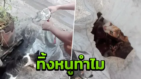 โซเชียลประณามคนใจบาป จับแม่กับลูกแมว ยัดกระสอบทิ้งหน้าบ้านคนอื่น (คลิป)