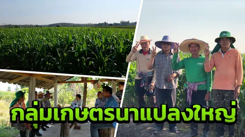 อธิบดี พด. ลุยเชียงรายเยี่ยมกลุ่มเกษตรกรนาแปลงใหญ่ เพื่อฟังผลดำเนินการ