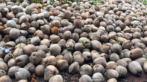 คุมเข้มลักลอบนำเข้า "มะพร้าว"