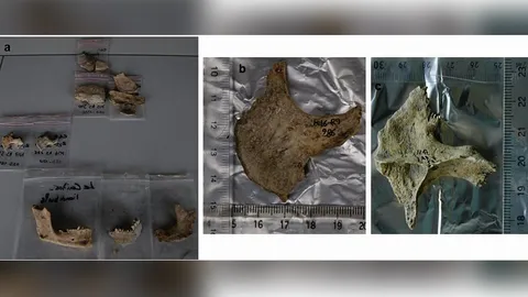 หลักฐานดองศพชาวเคลต์ในตอนใต้ของฝรั่งเศส