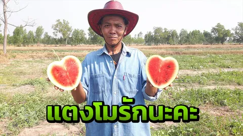 เกษตรยโสธรปลูกแตงโมรูปทรงหัวใจ ขายแบบลิมิเต็ต SSR ในวันวาเลนไทน์