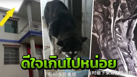 ฮัสกี้สุดดีใจได้เจอเจ้าของ โดดจากชั้น 2 ทับชายจีนกระดูกคอร้าว